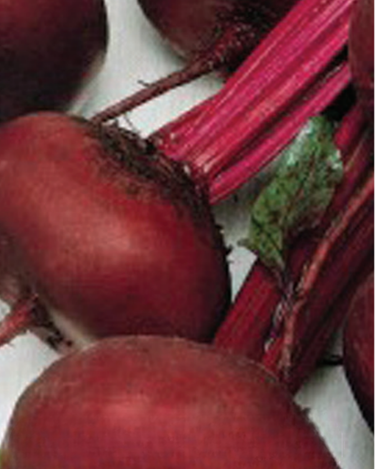 Crosby's Egyptian Beet Seeds